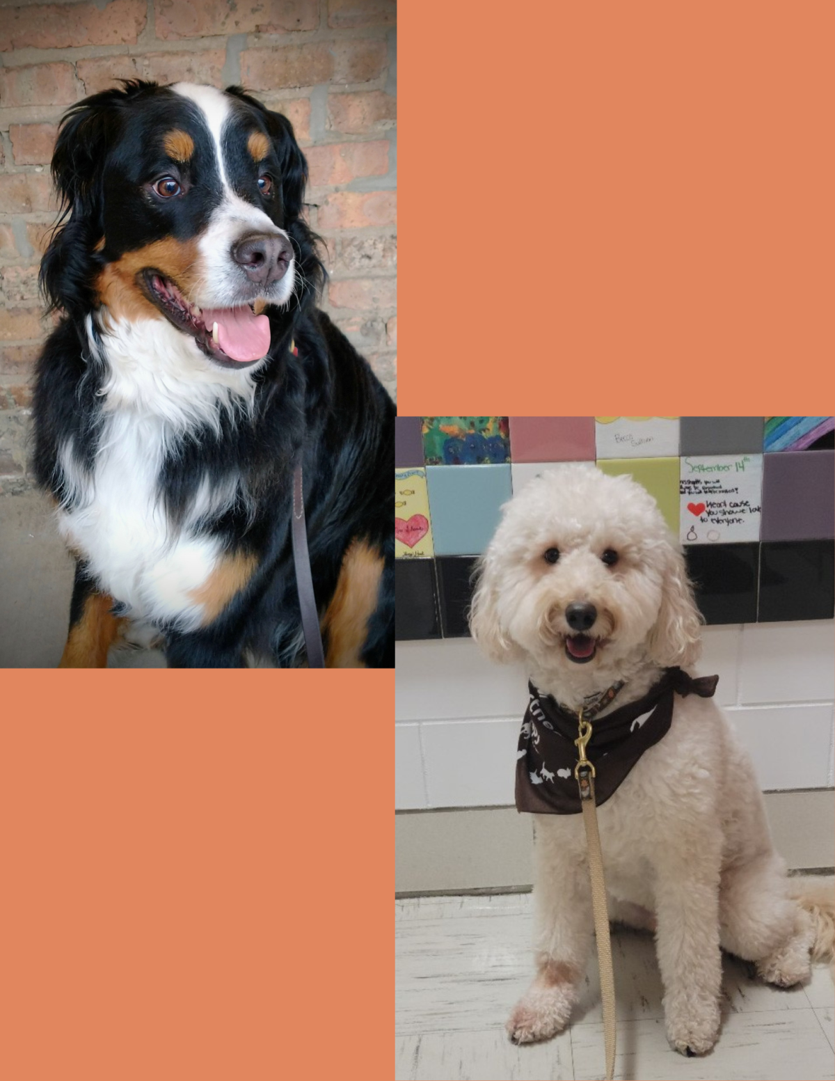 Photos of two dogs sitting with orange background.